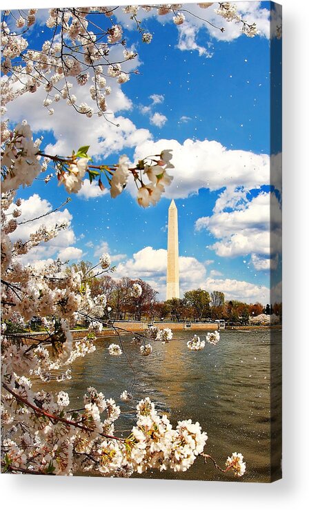 Cherry Blossoms Acrylic Print featuring the photograph A Warm Breeze of Spring by SCB Captures