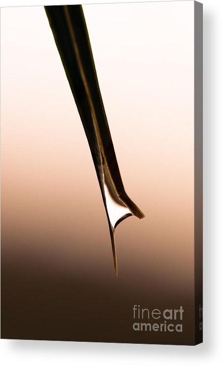 Raindrop Acrylic Print featuring the photograph Abstract Raindrop by Tamara Becker