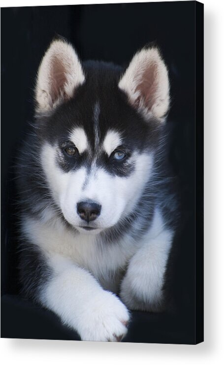 Siberian Acrylic Print featuring the photograph Adorable Siberian Husky Sled Dog Puppy by Kathy Clark