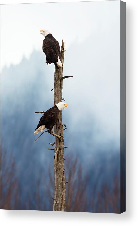 Adult Acrylic Print featuring the photograph Adult Bald Eagles Haliaeetus by Doug Lindstrand