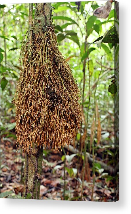 Plant Acrylic Print featuring the photograph Aerial Roots On A Tree Trunk by Dr Morley Read/science Photo Library