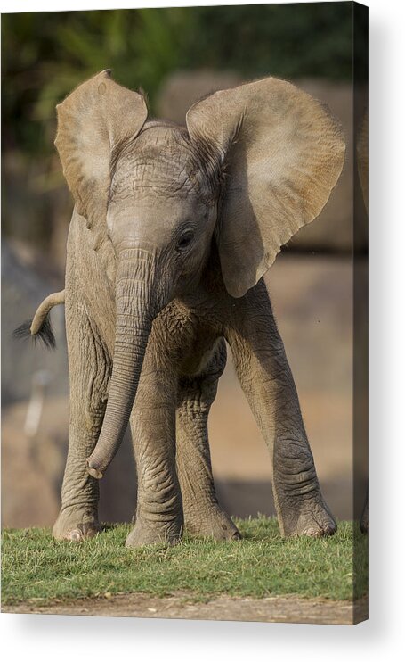 Feb0514 Acrylic Print featuring the photograph African Elephant Calf Displaying by San Diego Zoo