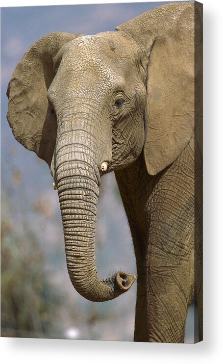 Feb0514 Acrylic Print featuring the photograph African Elephant Portrait by San Diego Zoo