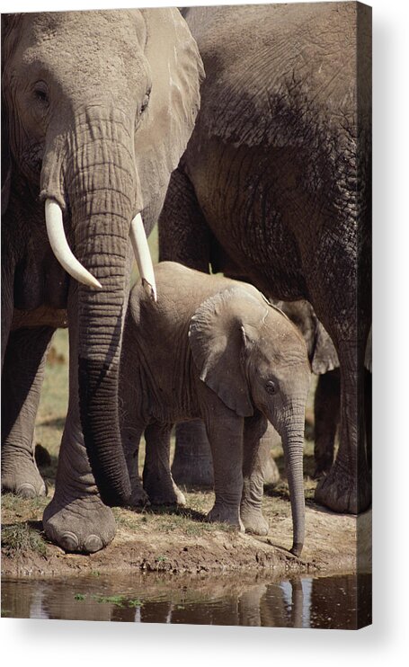 Feb0514 Acrylic Print featuring the photograph African Elephants And Baby At Waterhole by Gerry Ellis