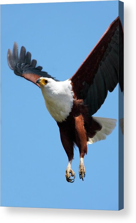 African Fish Eagle Acrylic Print featuring the photograph African Fish Eagle In Flight by Steve Allen/science Photo Library