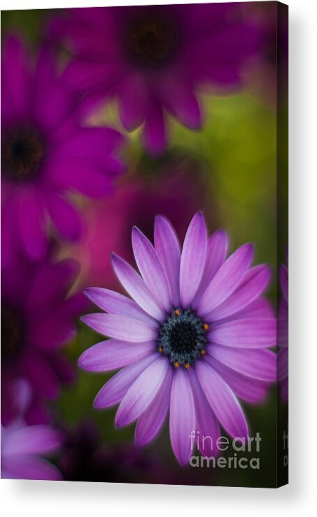 Flower Acrylic Print featuring the photograph African Gerbera Standout by Mike Reid