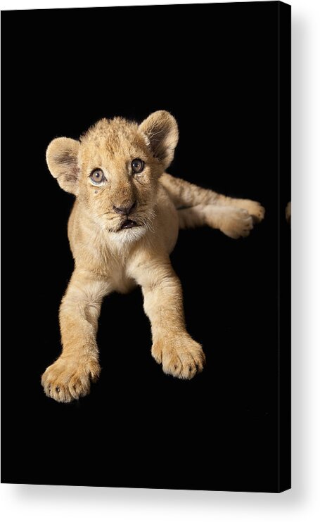 Feb0514 Acrylic Print featuring the photograph African Lion Cub Zimbabwe by Michael Durham