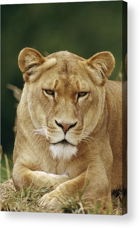 Feb0514 Acrylic Print featuring the photograph African Lioness Portrait Masai Mara by Gerry Ellis
