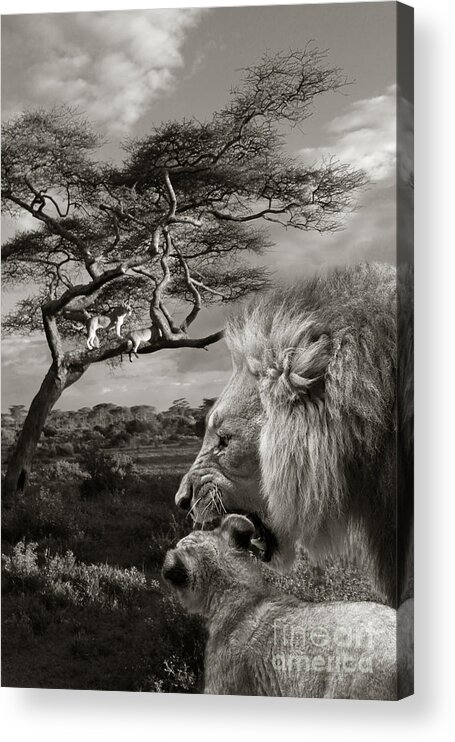 Lion Acrylic Print featuring the photograph African scene by Christine Sponchia