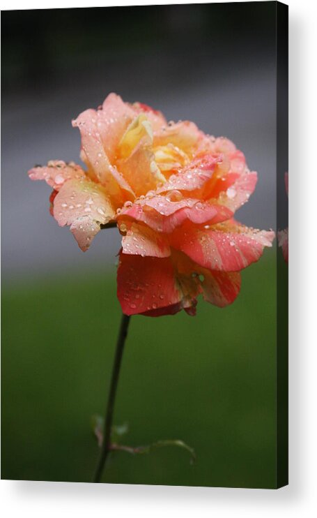 After Acrylic Print featuring the photograph After Rain by Vadim Levin