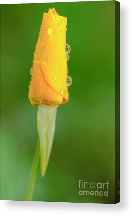 Mexican Gold Poppy Acrylic Print featuring the photograph After the Rain by Tamara Becker