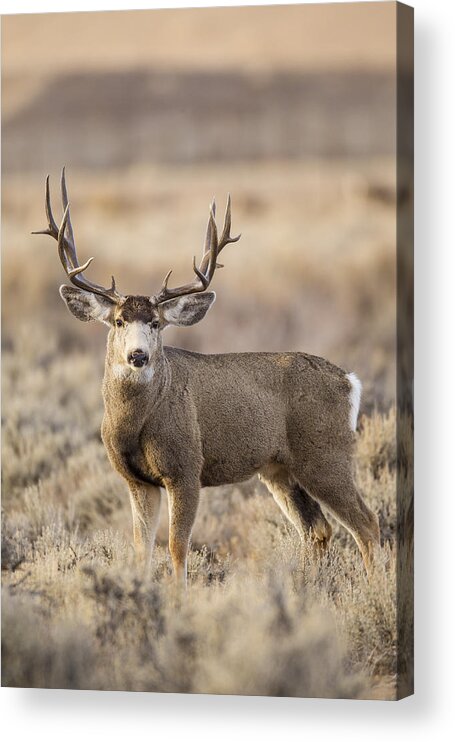 Mule Acrylic Print featuring the photograph Afternoon Buck by D Robert Franz