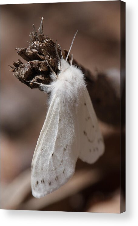 Agreeable Tiger Moth Acrylic Print featuring the photograph Agreeable Tiger Moth by Daniel Reed