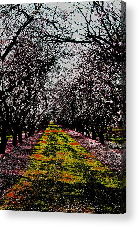 Almonds Acrylic Print featuring the photograph Almond Trees in Bloom by Joseph Coulombe