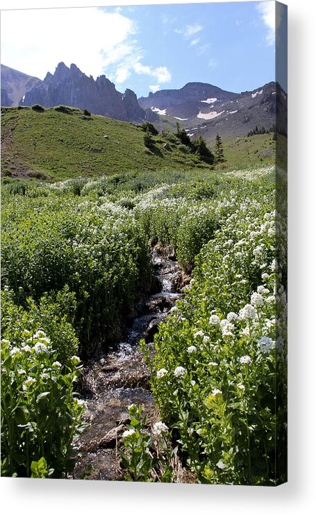 Wildflowers Acrylic Print featuring the photograph Alpine stream by Marta Alfred