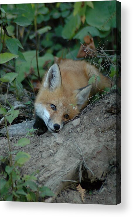 Young Red Fox  Cute Acrylic Print featuring the photograph Am I Cute by Sandra Updyke