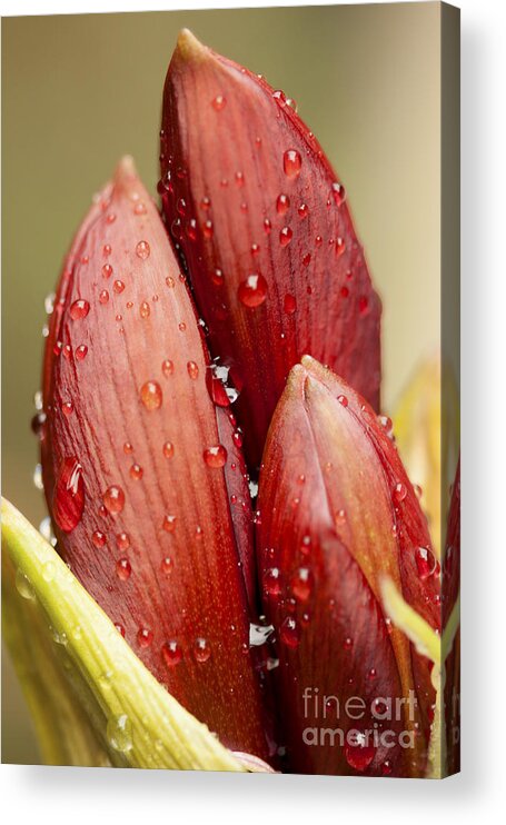 Amaryllis Acrylic Print featuring the photograph Amaryllis by Meg Rousher