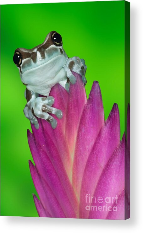 Animal Acrylic Print featuring the photograph Amazon Milk Frog Trachycephalus by Dennis Flaherty