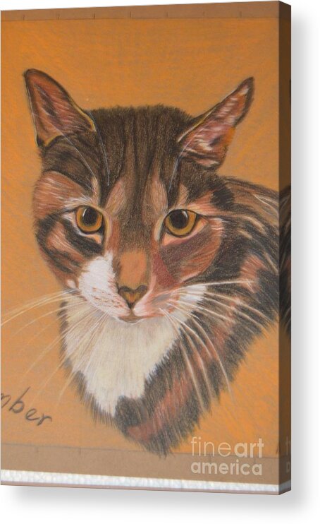  Acrylic Print featuring the drawing Amber by Brigitte Emme