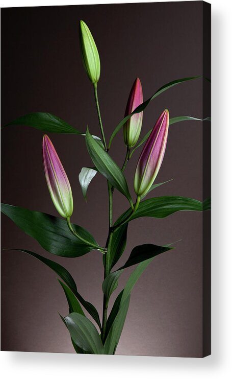 Tranquility Acrylic Print featuring the photograph An Easter Lily Lilium Longiflorum Plant by Halfdark
