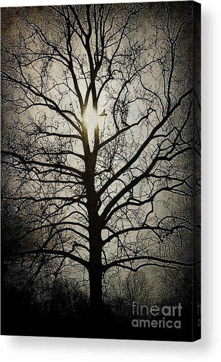 Ancient Acrylic Print featuring the photograph Ancient Tree by Terry Rowe
