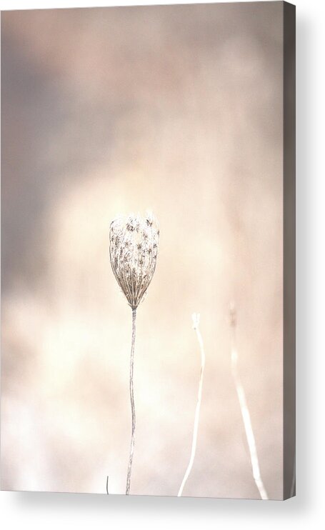 Nature Acrylic Print featuring the photograph Angel's Touch by The Art Of Marilyn Ridoutt-Greene