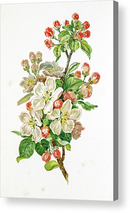 Cherry Acrylic Print featuring the digital art Apple Blossom 19 Century Illustration by Mashuk