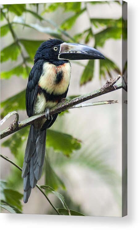 Bird Acrylic Print featuring the photograph Aracari by Richard Kitchen