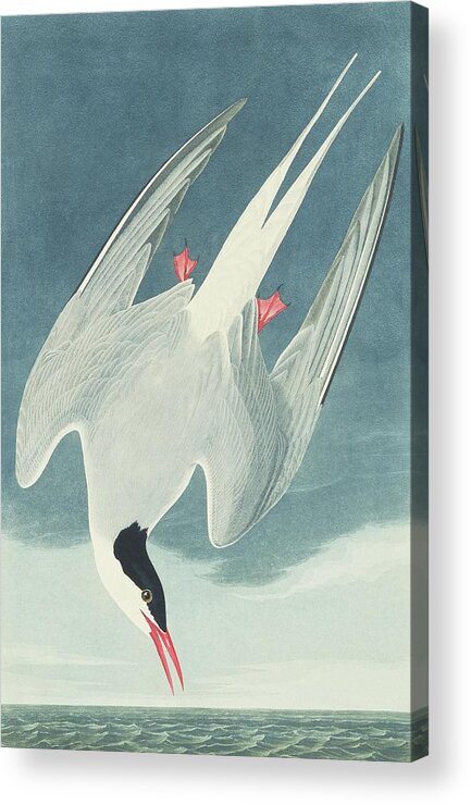 Illustration Acrylic Print featuring the photograph Arctic Tern by Natural History Museum, London/science Photo Library