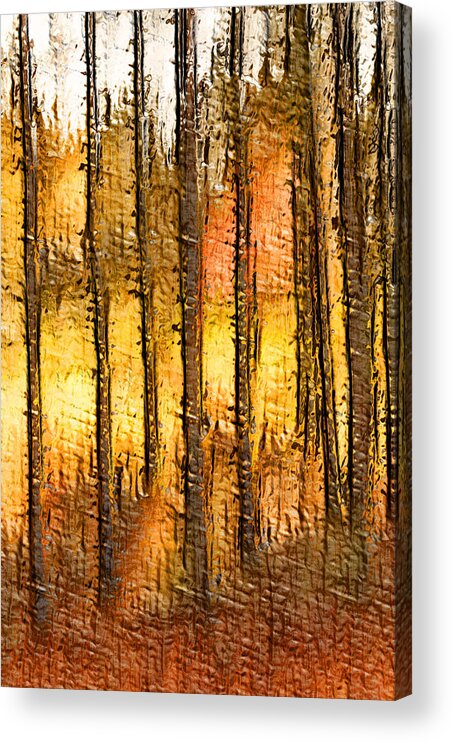 Forest Acrylic Print featuring the photograph Artistic Fall Forest Abstract by Don Johnson