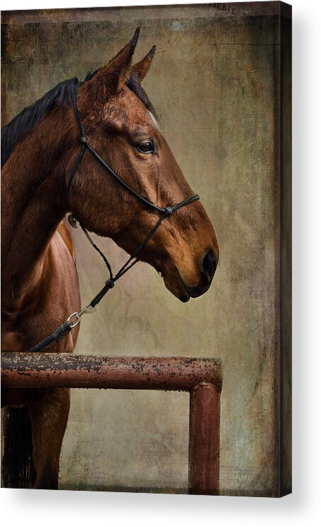 Horses Acrylic Print featuring the photograph Arty by Barbara Manis