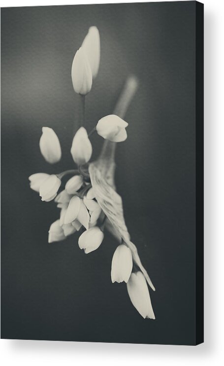 Flowers Acrylic Print featuring the photograph As I Emerge by Laurie Search