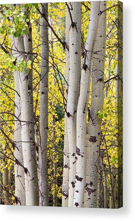 Aspen Acrylic Print featuring the photograph Aspen Trees in Autumn Color Portrait View by James BO Insogna