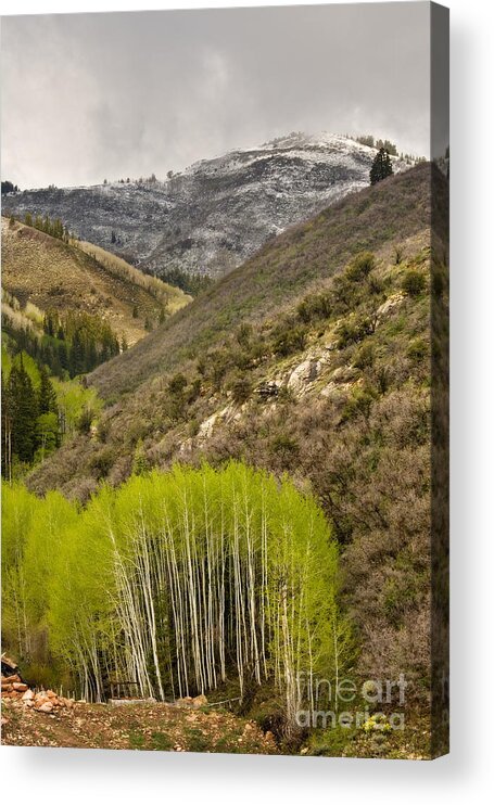 Rocky Mountains Acrylic Print featuring the photograph Aspens in Early Summer Storm by Matt Tilghman