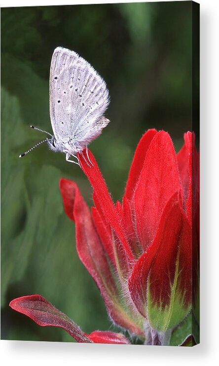 Butterfly Acrylic Print featuring the photograph At Rest by Ginny Barklow