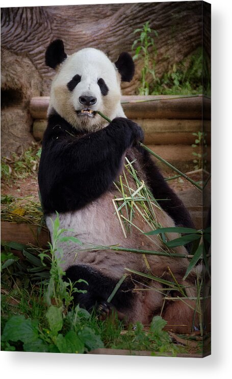 Joan Carroll Acrylic Print featuring the photograph Atlanta Panda by Joan Carroll