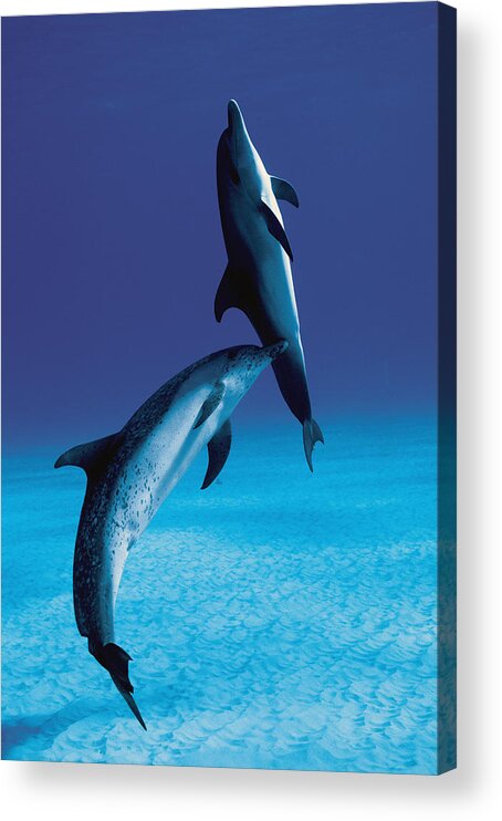 Feb0514 Acrylic Print featuring the photograph Atlantic Spotted Dolphin And Calf by Hiroya Minakuchi