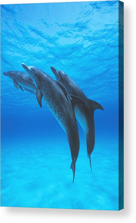 Feb0514 Acrylic Print featuring the photograph Atlantic Spotted Dolphins With Remoras by Hiroya Minakuchi