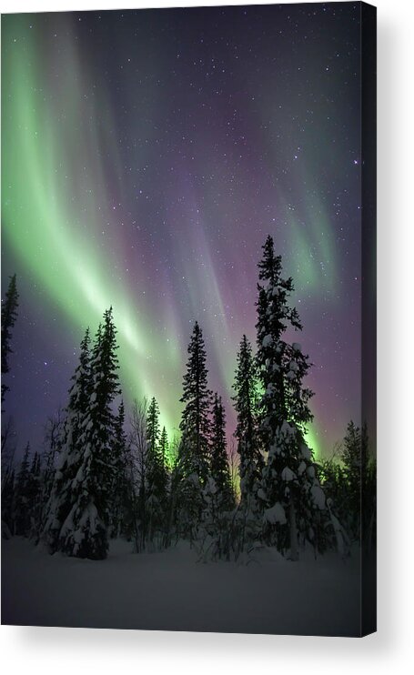 Scenics Acrylic Print featuring the photograph Aurora Borealis With Snow & Trees by Justinreznick