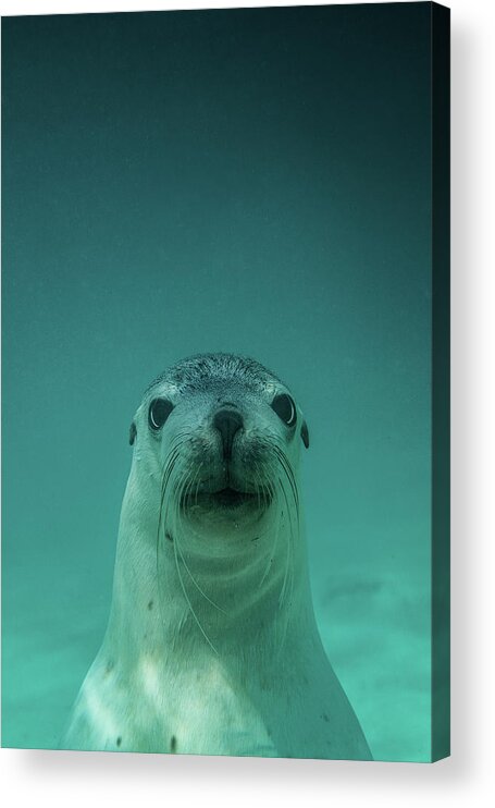 Underwater Acrylic Print featuring the photograph Australian Sea Lion, Baird Bay - South by Robert Lang Photography