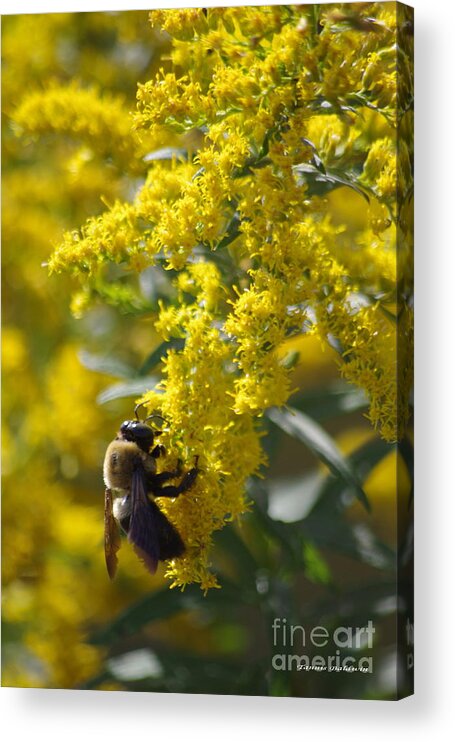 Yellow Flower Acrylic Print featuring the photograph Autumn Bee by Tannis Baldwin