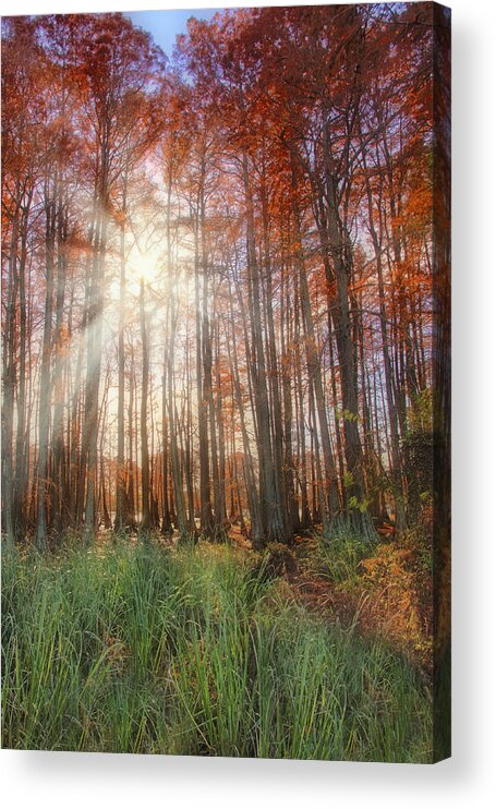 Autumn Acrylic Print featuring the photograph Autumn Cypress - Fall - Trees by Jason Politte