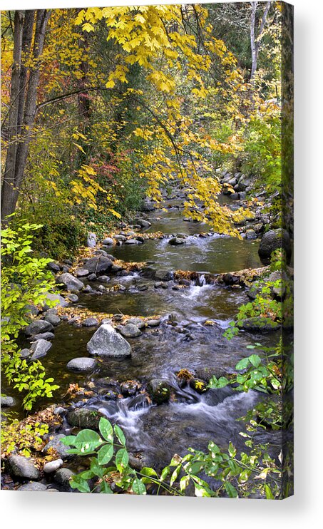 Loree Johnson Acrylic Print featuring the photograph Autumn in Lithia Park by Loree Johnson