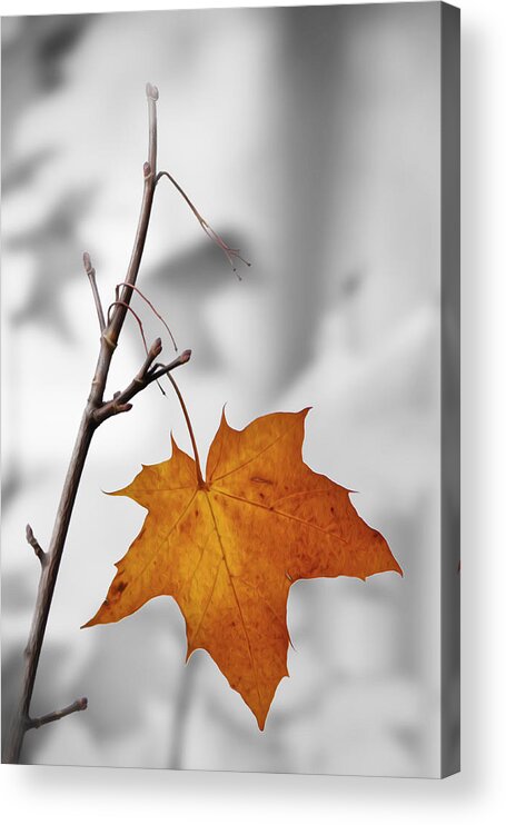 Autumn Acrylic Print featuring the photograph Autumn Leaf by Veli Bariskan