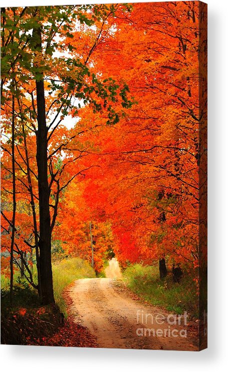 Autumn Acrylic Print featuring the photograph Orange Crush 2 by Terri Gostola