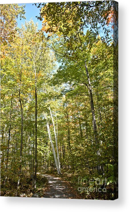  Acrylic Print featuring the photograph Autumn Pathway by Cheryl Baxter