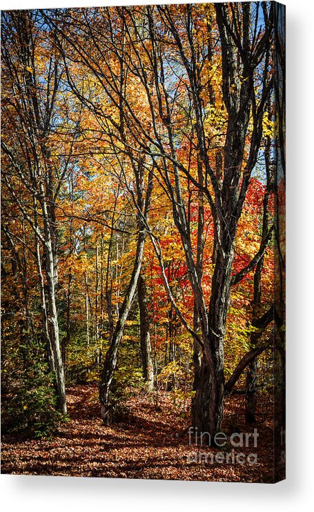 Fall Acrylic Print featuring the photograph Autumn trees by Elena Elisseeva