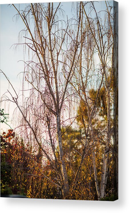 Tree Acrylic Print featuring the photograph Autumn Wilt by Mike Lee