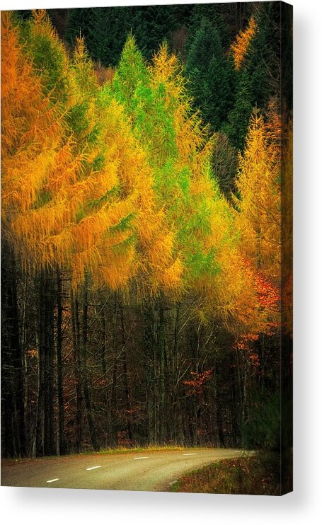 Road Acrylic Print featuring the photograph Autumnal Road by Maciej Markiewicz