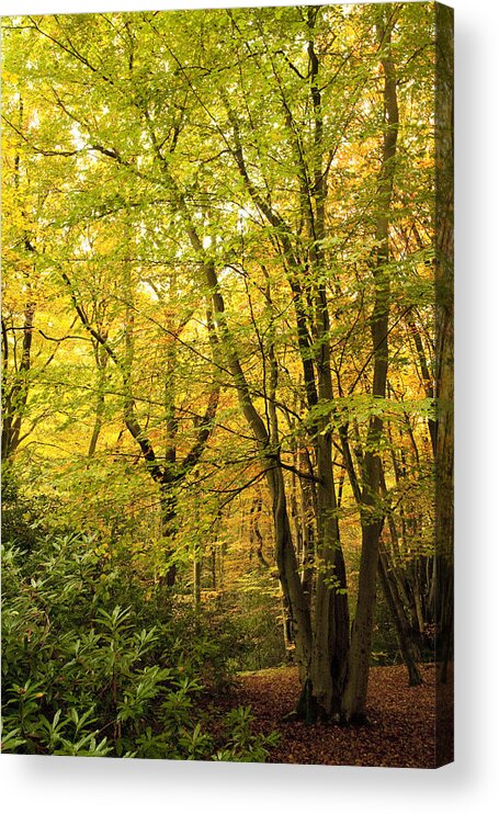 Autumn Acrylic Print featuring the photograph Autumnal Woodland III by Natalie Kinnear